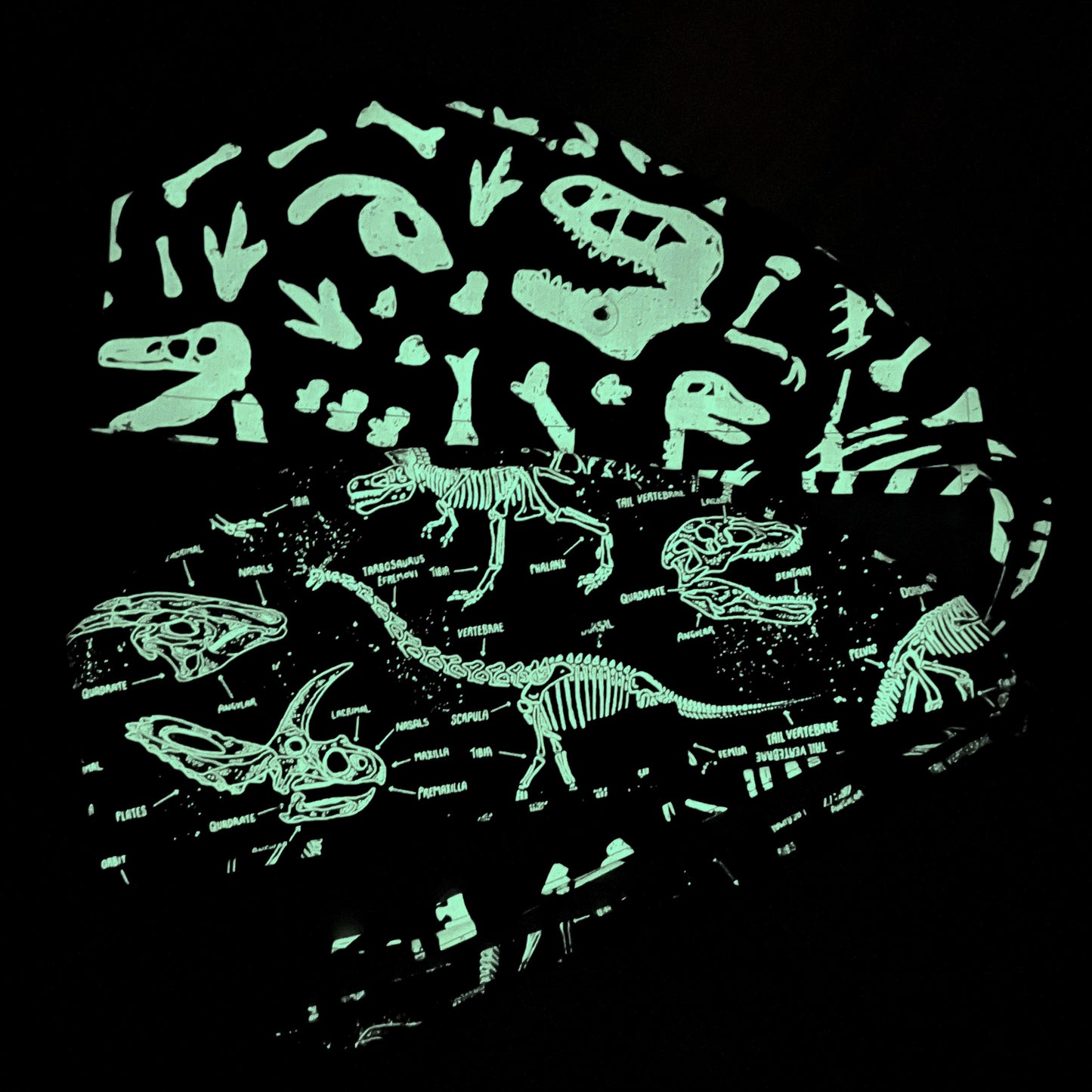 Dino Anatomy Scrub Cap (Glow in the Dark)